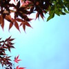 今日は”空の葉っぱ”が撮りたくて②