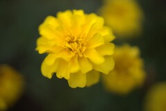 今日出会ったお花