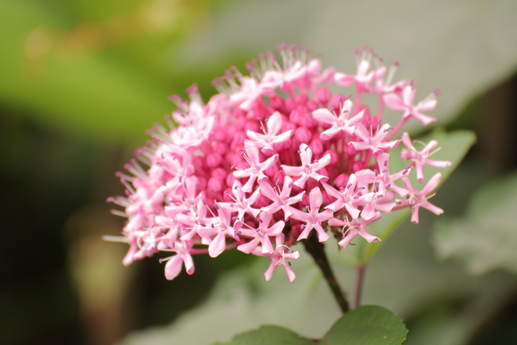 お花はでっかくいこう！