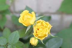 素顔の薔薇　やっと開き始めたかな