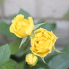 素顔の薔薇　やっと開き始めたかな