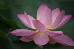   躍動感      　　　　　　　　　　　　　　　  IMG_6355