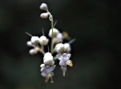 お花