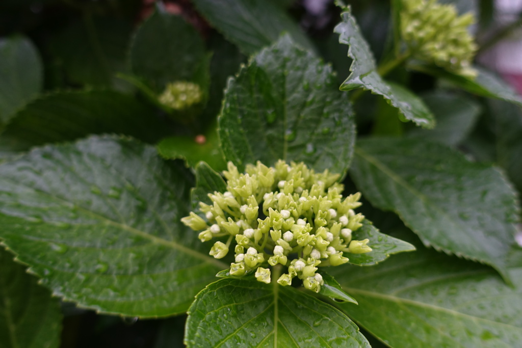 アジサイ　つぼみ①