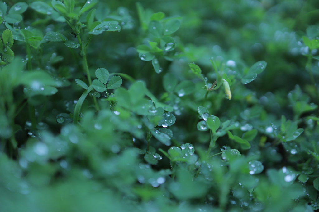 雨の日に撮ってみた     IMG_6560