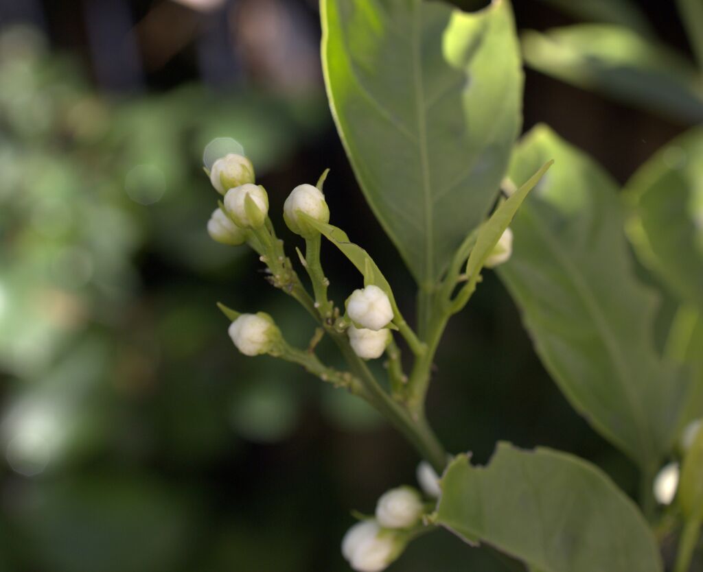 ピンぼけ写真1　別名ミカンの蕾