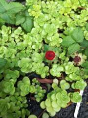 思わず立ち止まり覗き込んだよ　木苺さんでした