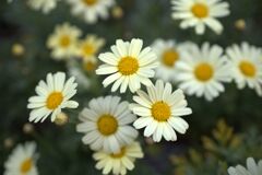 春爛漫　街角ウォッチ②