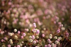 ピントが前に来過ぎているモヤモヤ感