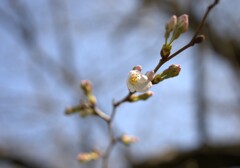 桜　さくら　sakura　　　まだまだ二部咲