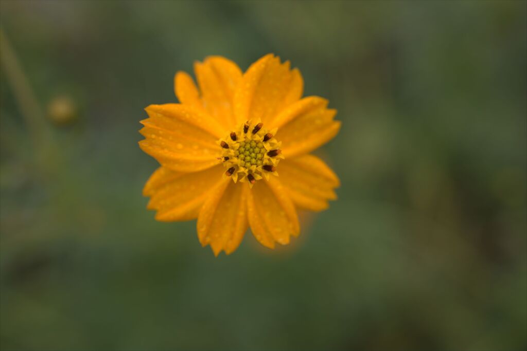 台風一過のコスモス②