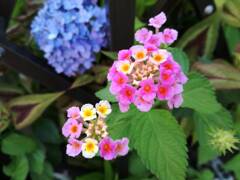 ランタナ 今日出会ったお花たち① ランタナ 今日出会ったお花たち①