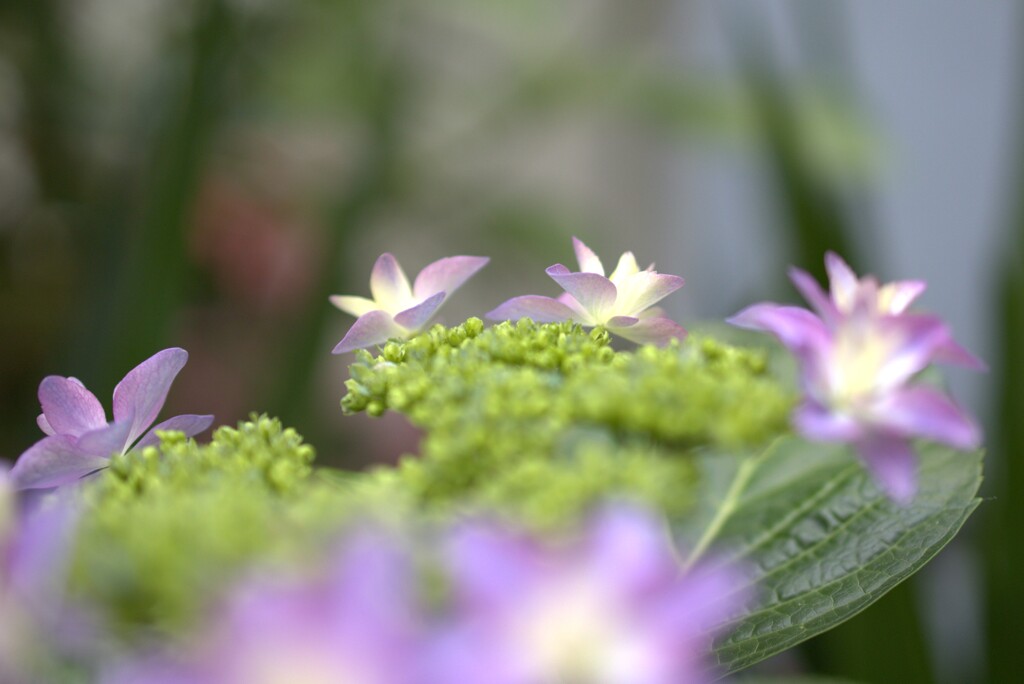 朝散歩で出会ったお花たち　＜い＞