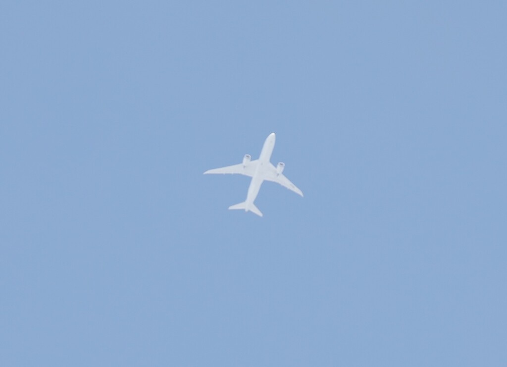 今日のマイベスト3　　⓵お腹はまるでシロイルカ