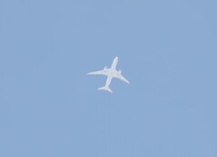 今日のマイベスト3　　⓵お腹はまるでシロイルカ