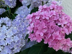 今日出会ったお花たち②