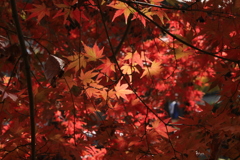 komorebi