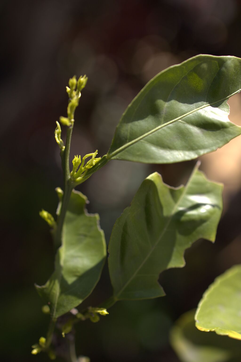 ミカンの樹、今年こそは虫に食べられたくないけど・・・
