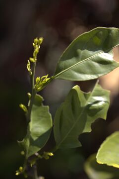 ミカンの樹、今年こそは虫に食べられたくないけど・・・