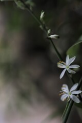 オリヅルランの花　⓵