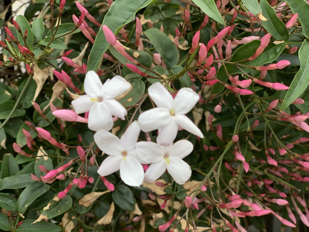 たくさんの蕾に囲まれて(о´∀`о)