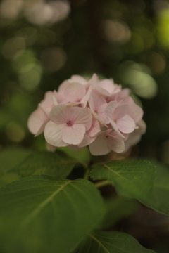 昨年の挿し木に花が付いた　握りこぶしくらいの小さなアジサイの花
