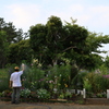 遠くのお花もね！