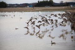 陣取り合戦　別の軍団　　　　IMG_0010