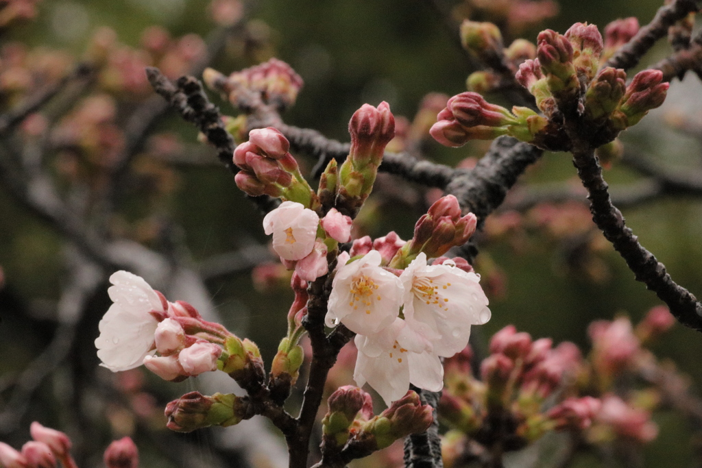 出番待つ　桜たち