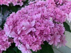 今日出会ったお花たち①のアップ