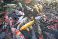 鯉には三密どこ吹く風・・・