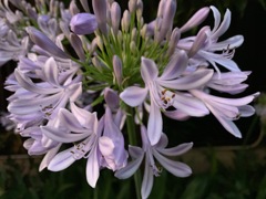 今日出会ったお花たち③