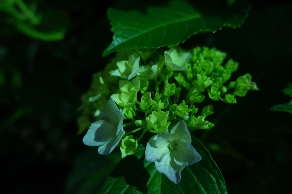 夜の世界　外灯とアジサイ