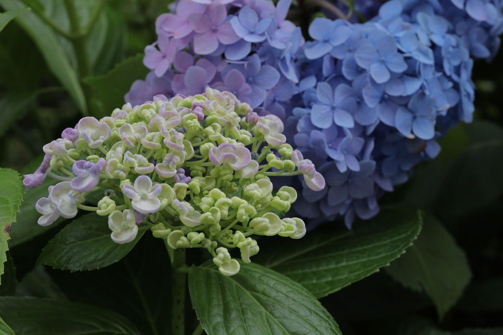 何色になろうかな？　　一つの花壇にたくさんアジサイが