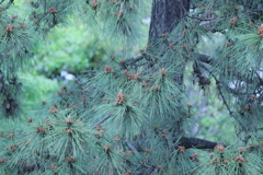 松の木の新芽？　　　　IMG_6835