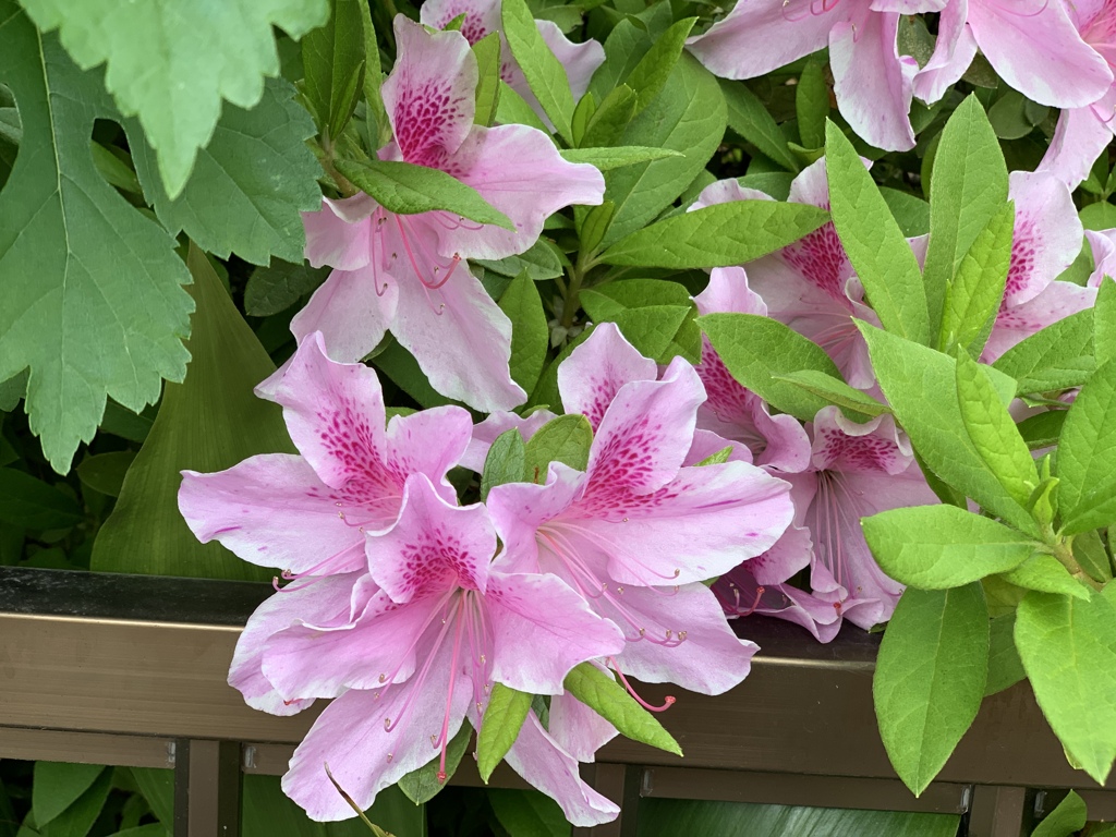 優しい色に引き寄せられ