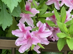 優しい色に引き寄せられ