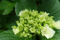 アジサイ 開花 アジサイ 開花