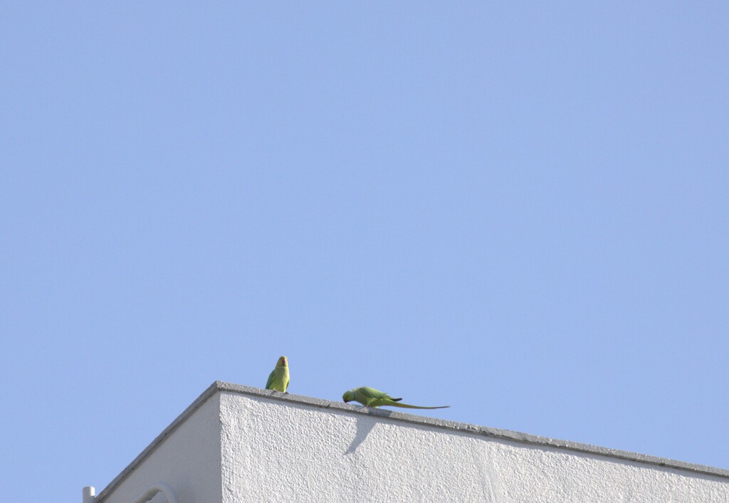今日のマイベスト3　③こんな鳥を見つけたよ！　インコジャンボ？