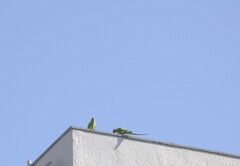 今日のマイベスト3　③こんな鳥を見つけたよ！　インコジャンボ？