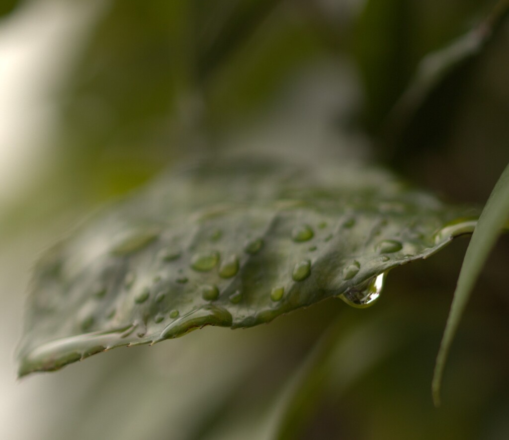 妙に気になる・・・雨上がりのしずく…落ちそうで落ちない・・②