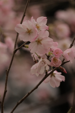 桜はやっぱりピンクが似合うかな
