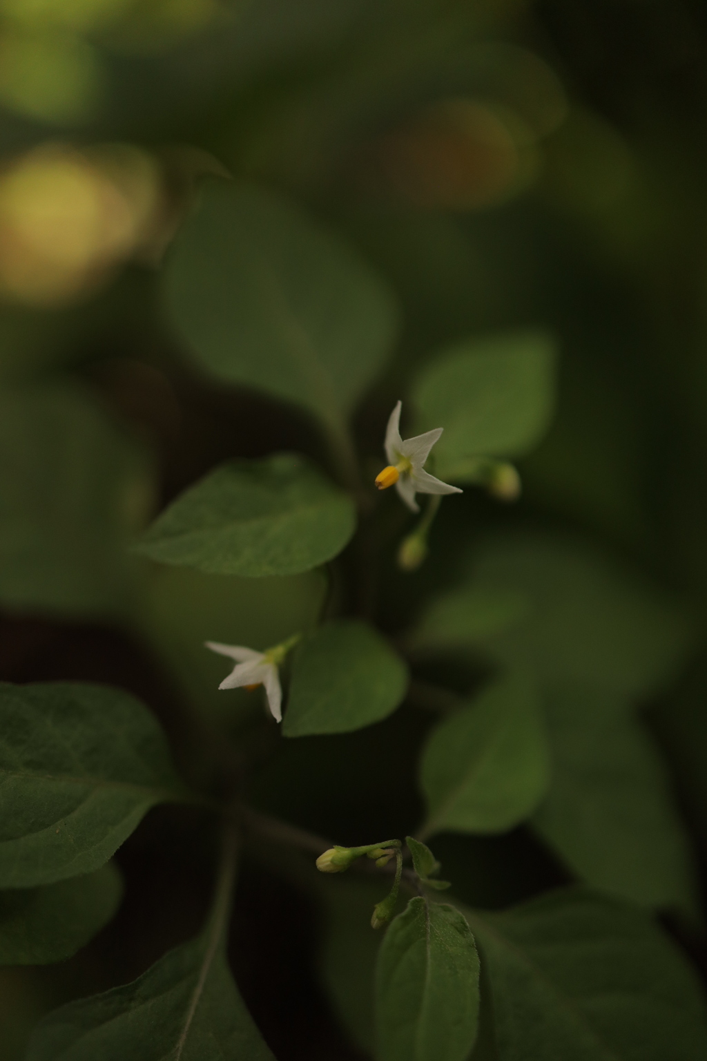 庭の花　雑草かと思っていたら…良かった！引き抜かなくて汗