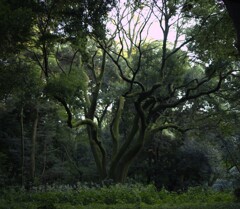 神宮の杜 ② 神宮の杜 ②