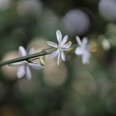 オリヅルランの花　③