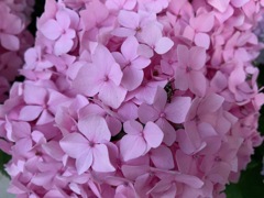 今日出会ったお花たち④