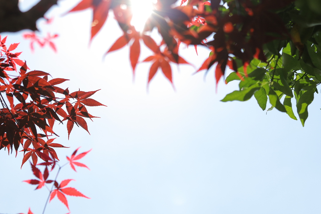 今日は”空の葉っぱ”が撮りたくて⓵