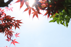 今日は”空の葉っぱ”が撮りたくて⓵