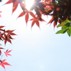 今日は”空の葉っぱ”が撮りたくて⓵