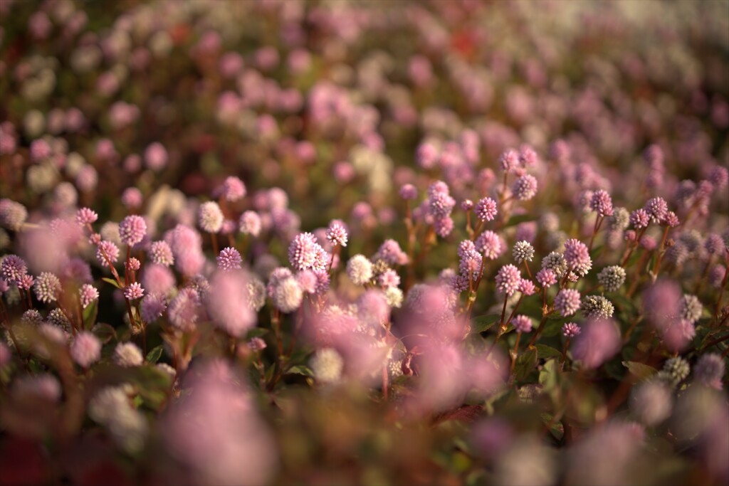 ピントがどこにも合っていないモヤモヤ感